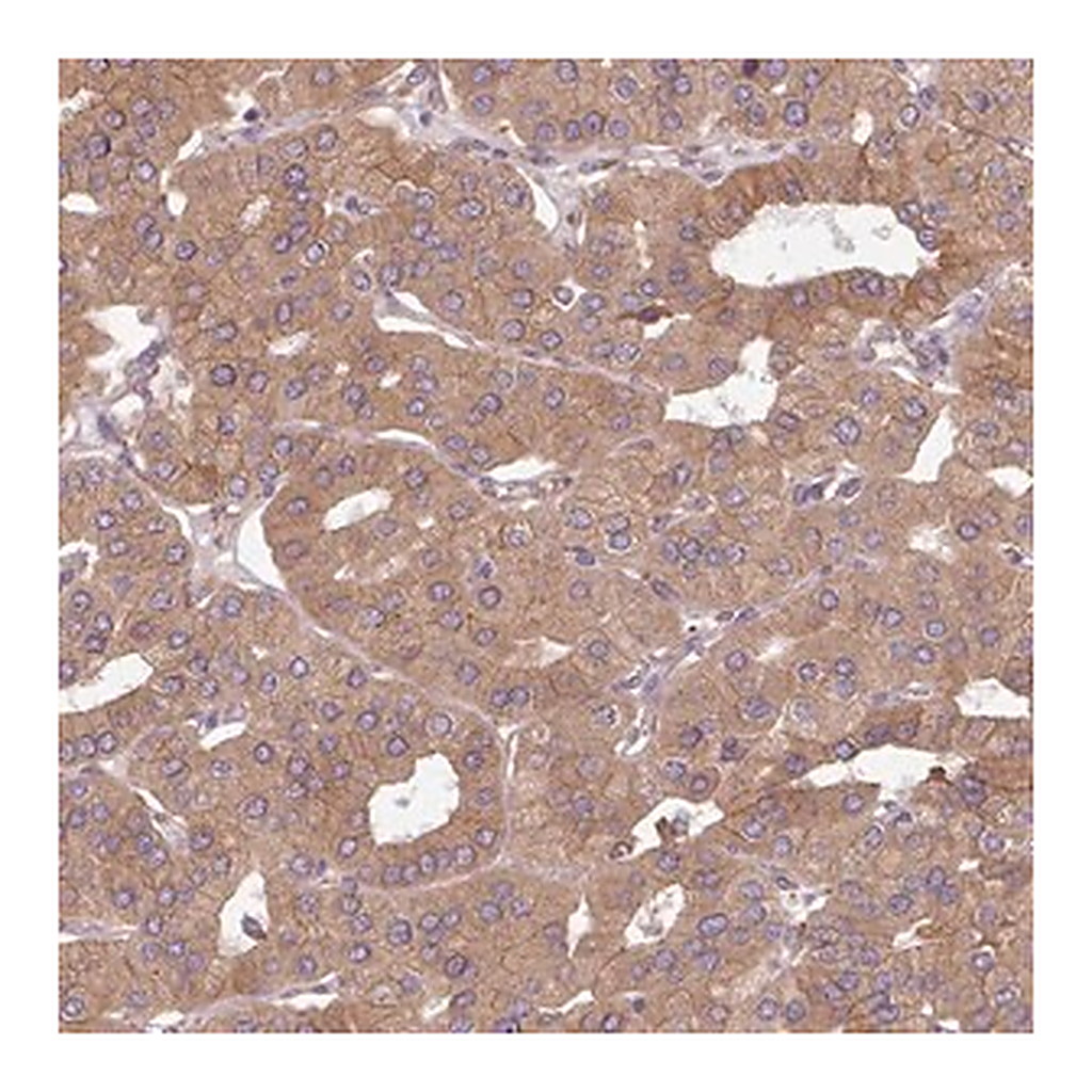 Merck Anti-FAT4 antibody produced in rabbit