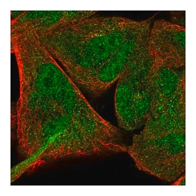 Merck Anti-NFE2L1 antibody produced in rabbit