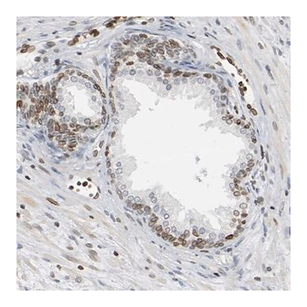 Merck Anti-PRKAG2 antibody produced in rabbit