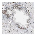 Merck Anti-PRKAG2 antibody produced in rabbit