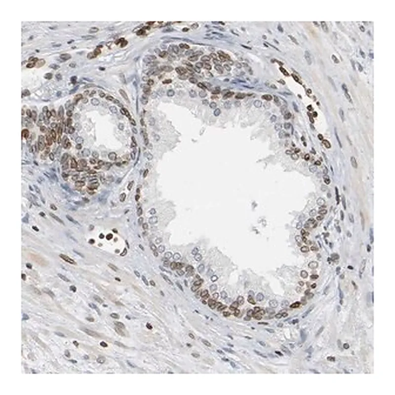 Merck Anti-PRKAG2 antibody produced in rabbit
