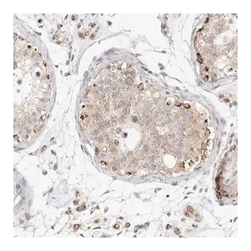 Merck Anti-SLC25A26 antibody produced in rabbit