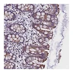 Merck Anti-STK32A antibody produced in rabbit