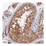 Merck Anti-PPP2R3C antibody produced in rabbit