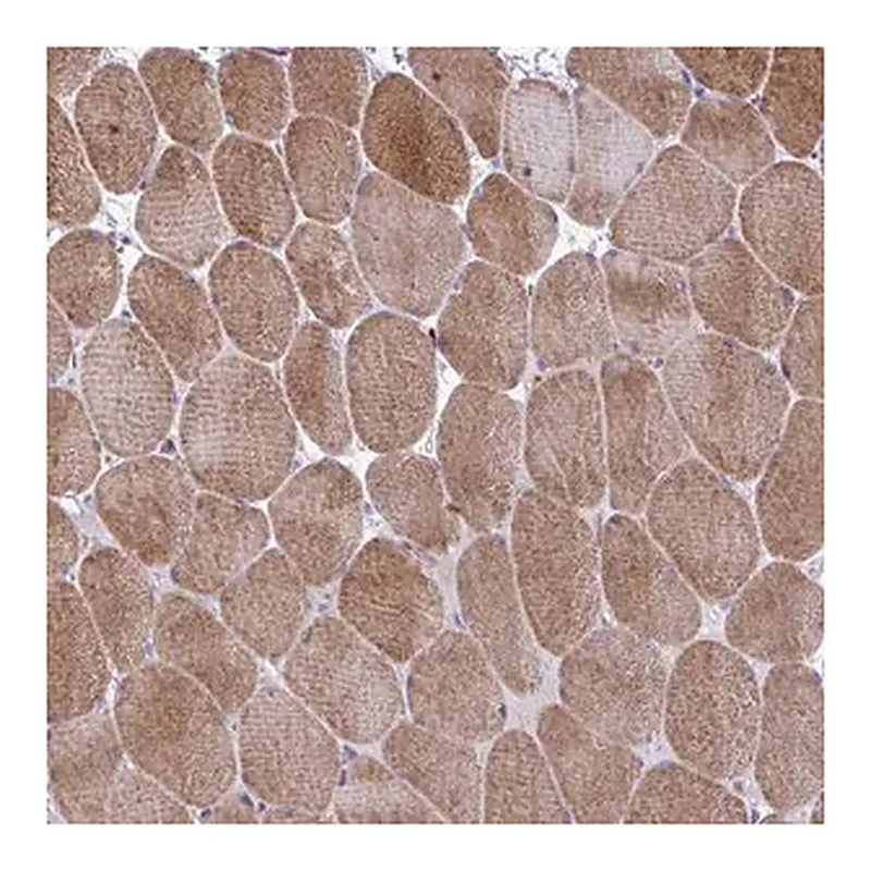 Merck Anti-GRXCR2 antibody produced in rabbit