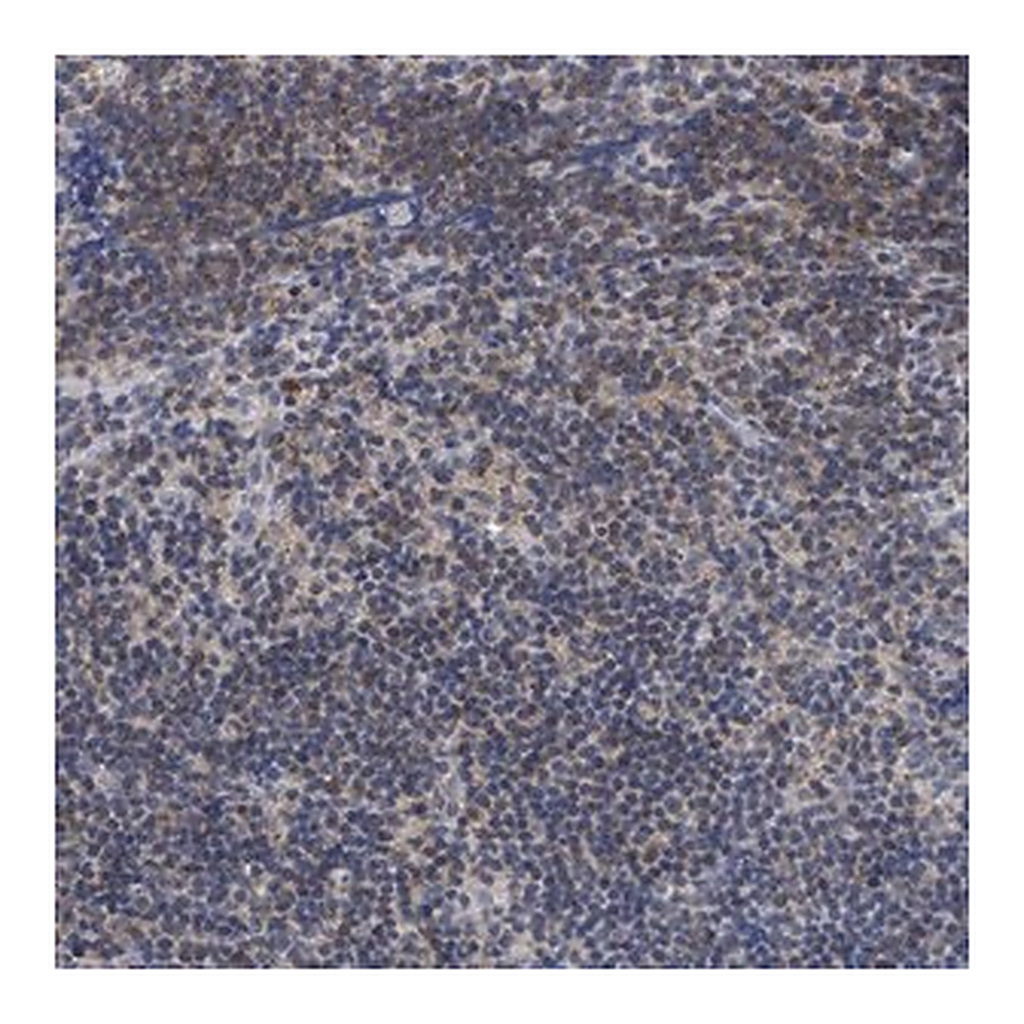 Merck Anti-ANKRD55 antibody produced in rabbit