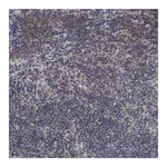 Merck Anti-ANKRD55 antibody produced in rabbit