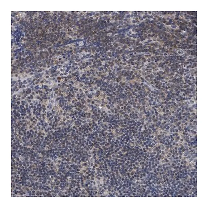 Merck Anti-ANKRD55 antibody produced in rabbit