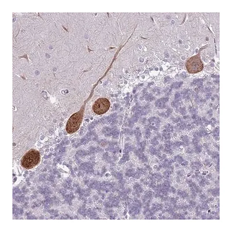 Merck Anti-PPP1R17 antibody produced in rabbit