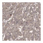 Merck Anti-PRKD1 antibody produced in rabbit