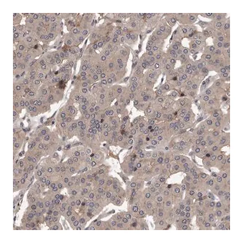 Merck Anti-PRKD1 antibody produced in rabbit