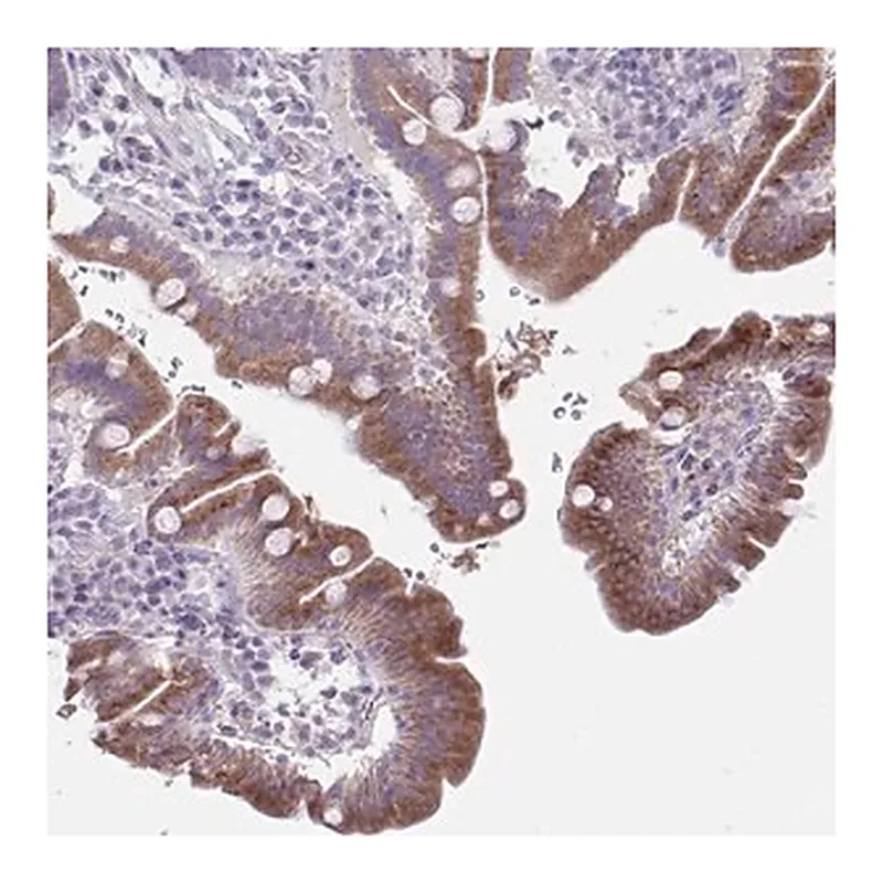 Merck Anti-PLA2G12B antibody produced in rabbit