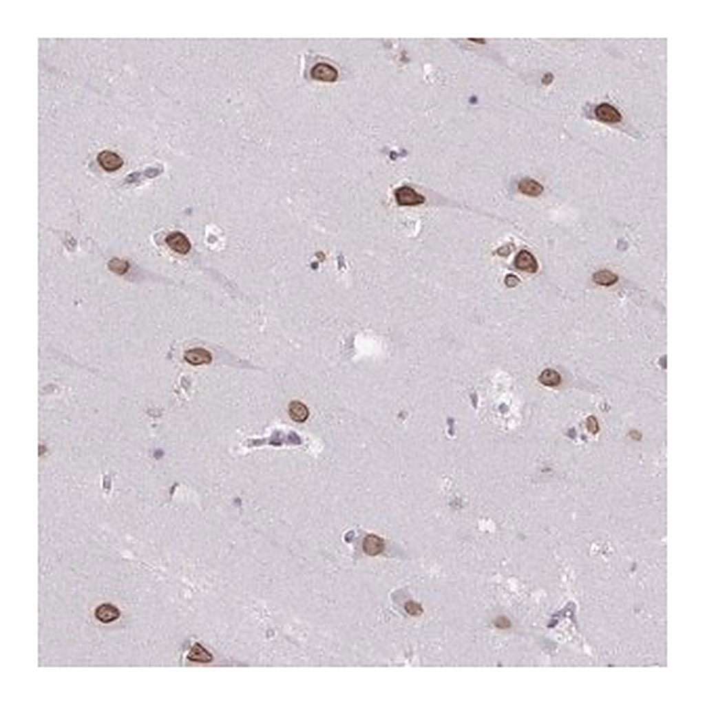 Merck Anti-ARNTL2 antibody produced in rabbit