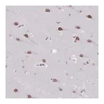 Merck Anti-ARNTL2 antibody produced in rabbit