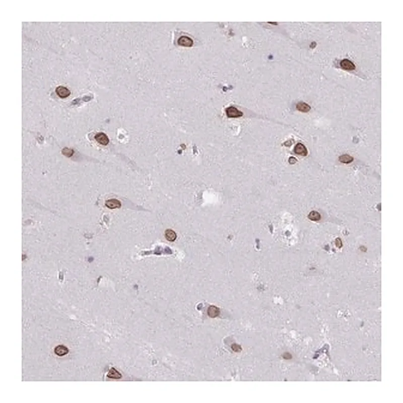 Merck Anti-ARNTL2 antibody produced in rabbit