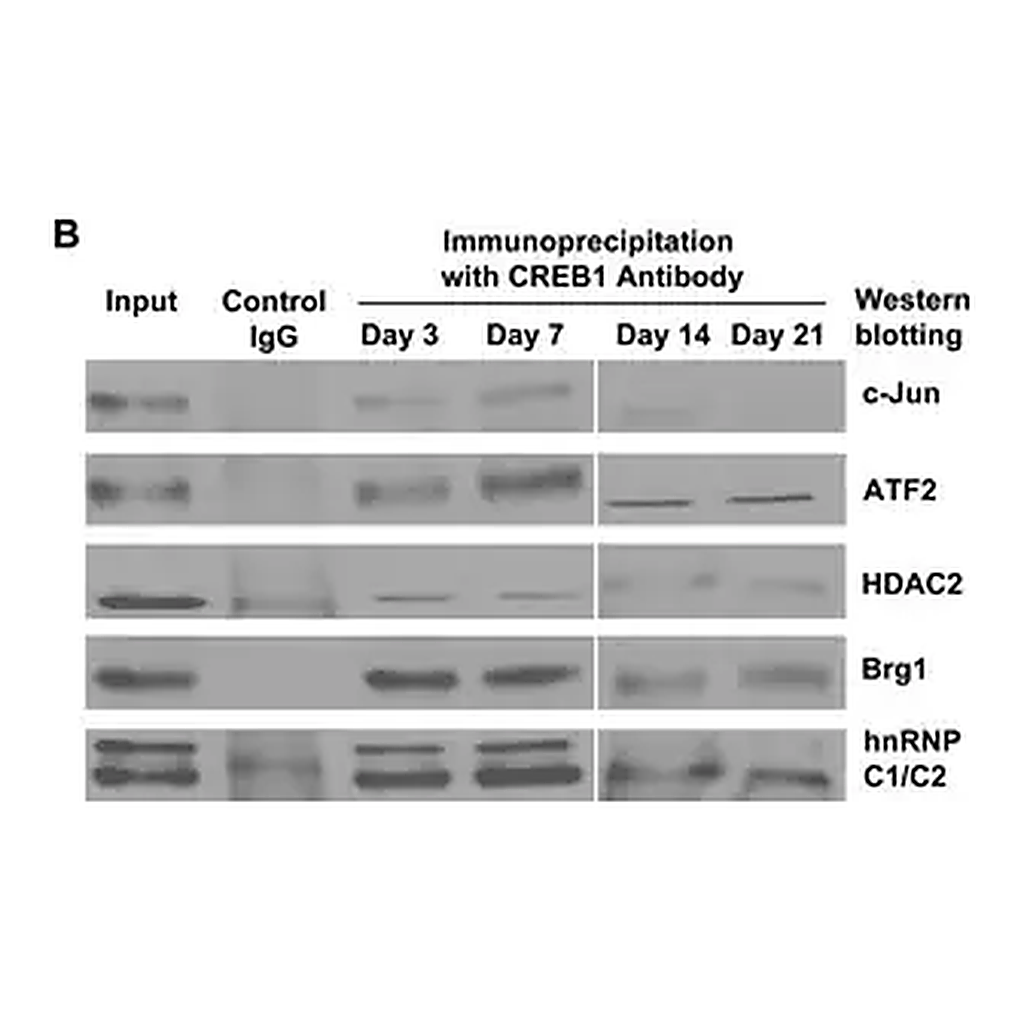 Merck Anti-HDAC2 Antibody, clone 3F3