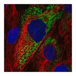 Merck Anti-COL11A1 antibody produced in rabbit