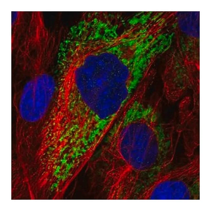 Merck Anti-COL11A1 antibody produced in rabbit