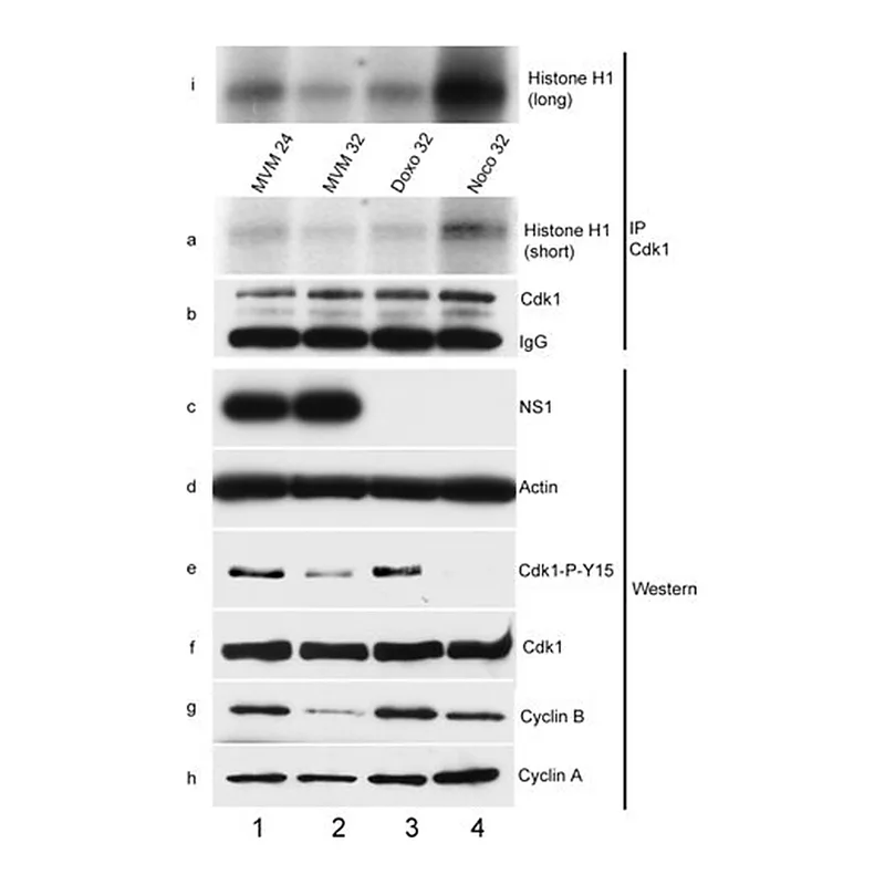 Merck Anti-Cyclin B1 Antibody, clone GNS3 (8A5D12)