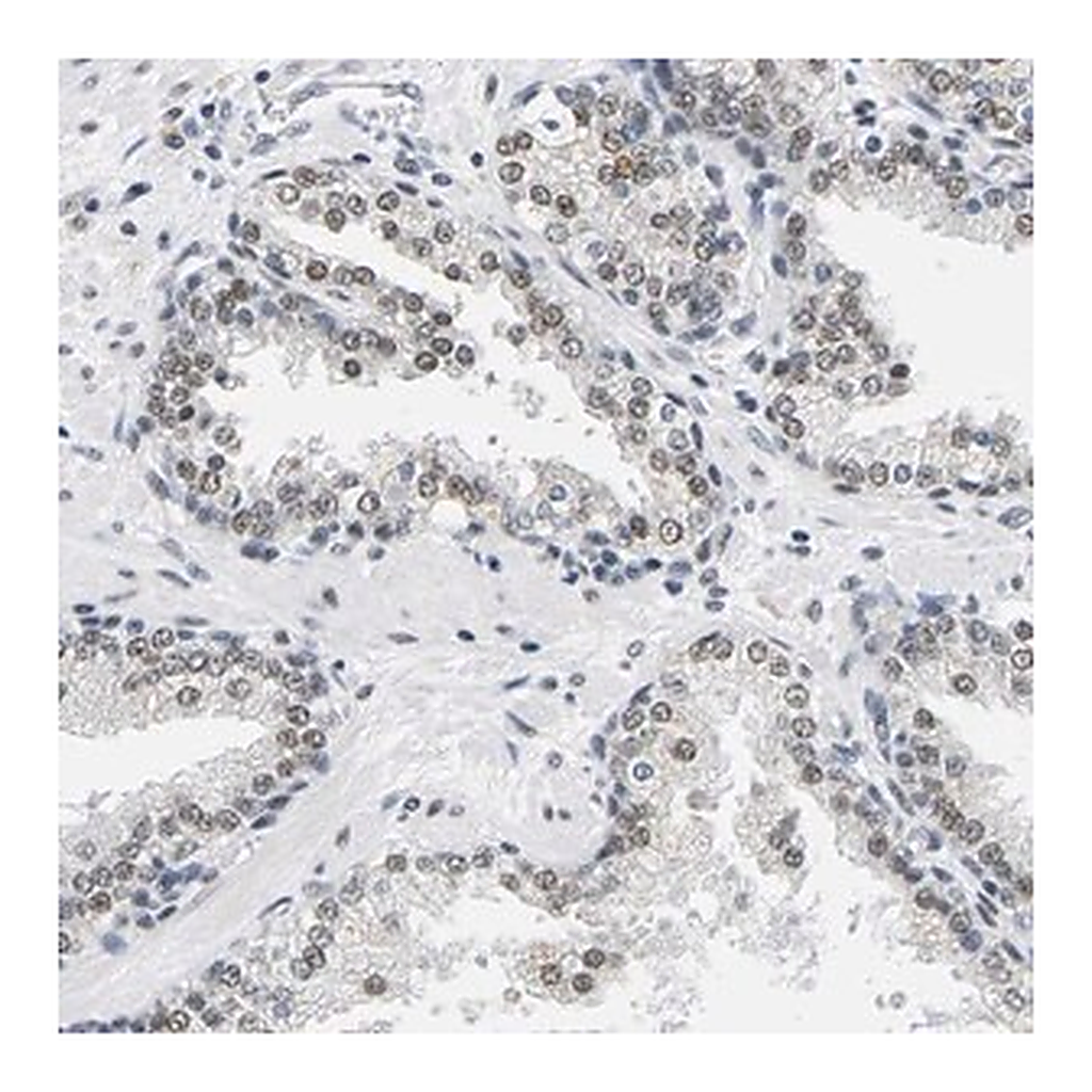 Merck Anti-ATF2 antibody produced in rabbit