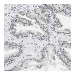 Merck Anti-ATF2 antibody produced in rabbit