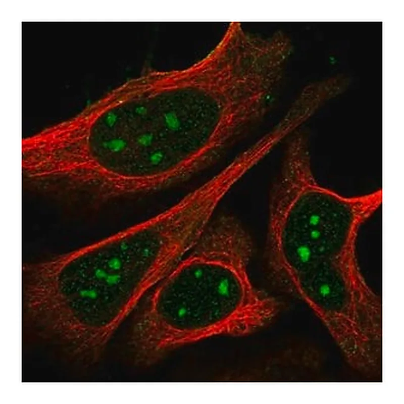Merck Anti-NPR1 antibody produced in rabbit