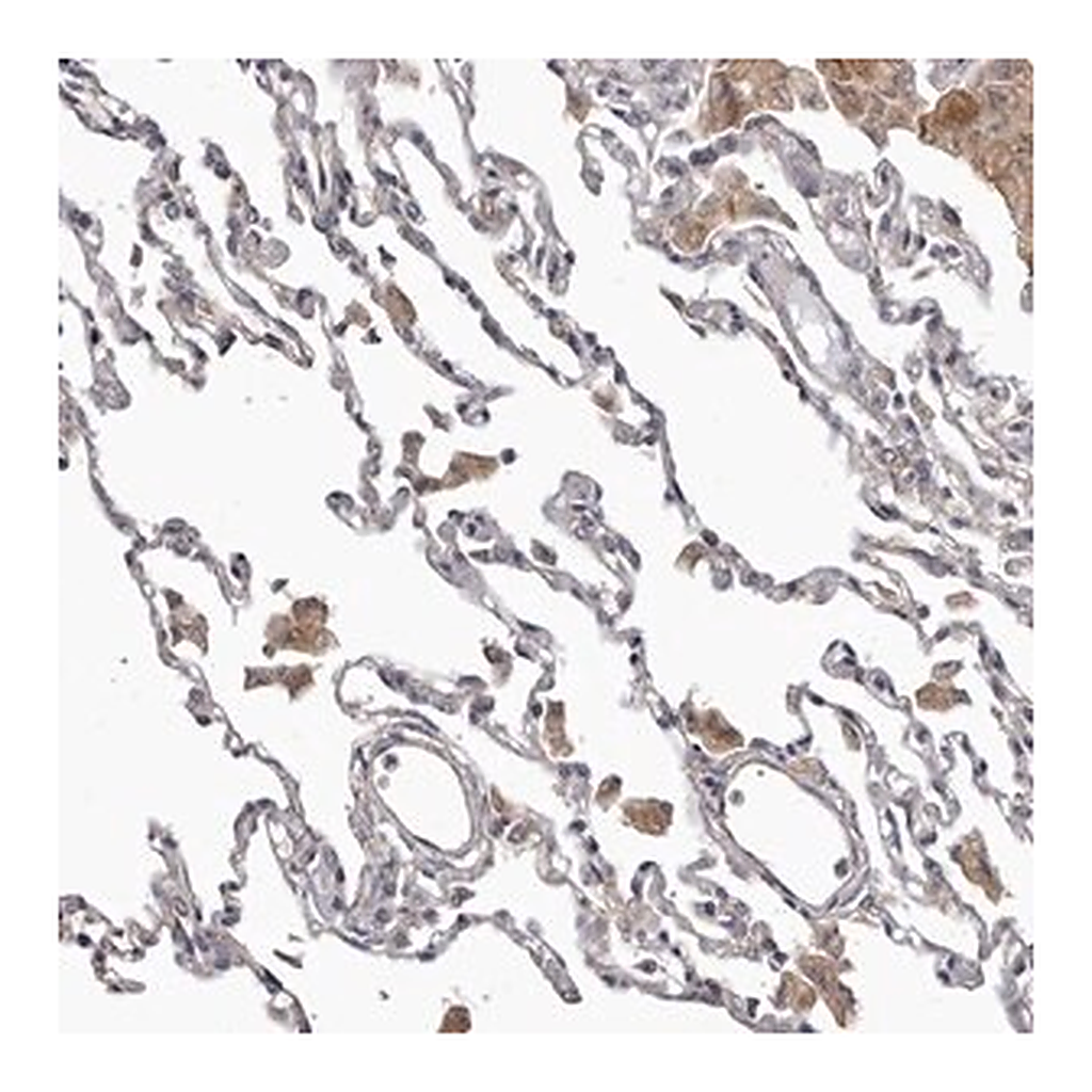 Merck Anti-FMO2 antibody produced in rabbit