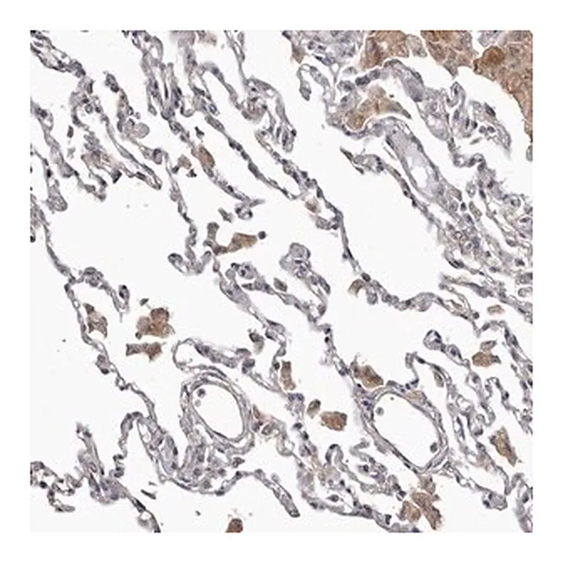 Merck Anti-FMO2 antibody produced in rabbit