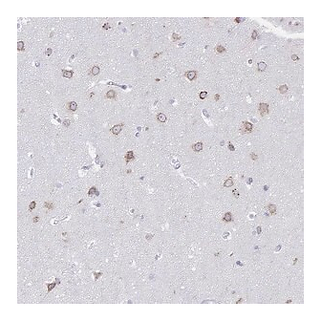 Merck Anti-VKORC1L1 antibody produced in rabbit