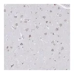 Merck Anti-VKORC1L1 antibody produced in rabbit