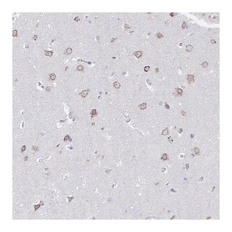Merck Anti-VKORC1L1 antibody produced in rabbit
