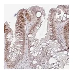 Merck Anti-C11orf53 antibody produced in rabbit