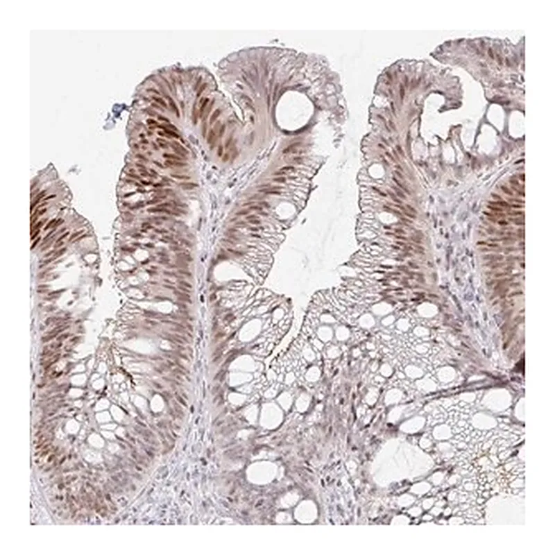 Merck Anti-C11orf53 antibody produced in rabbit