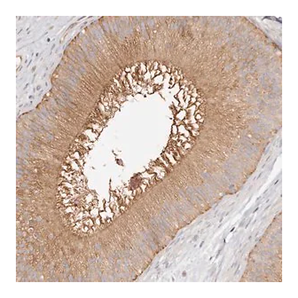 Merck Anti-TTLL4 antibody produced in rabbit