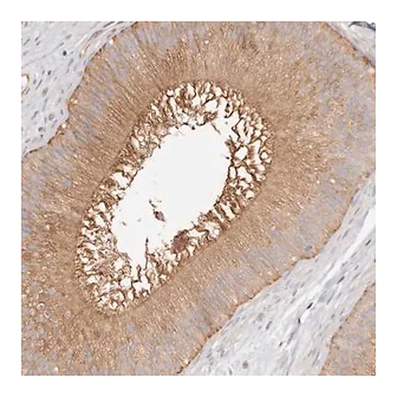 Merck Anti-TTLL4 antibody produced in rabbit