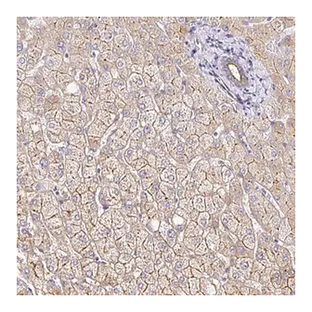 Merck Anti-MYO1B antibody produced in rabbit