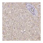 Merck Anti-MYO1B antibody produced in rabbit