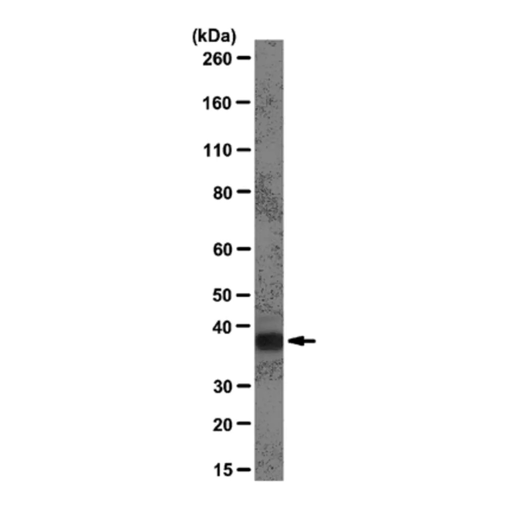 Merck Anti-hnRNP A1 Antibody, clone 9H10