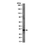 Merck Anti-hnRNP A1 Antibody, clone 9H10