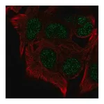 Merck Anti-KMT5B antibody produced in rabbit