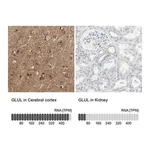 Merck Anti-GLUL antibody produced in rabbit