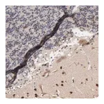 Merck Anti-CHM antibody produced in rabbit