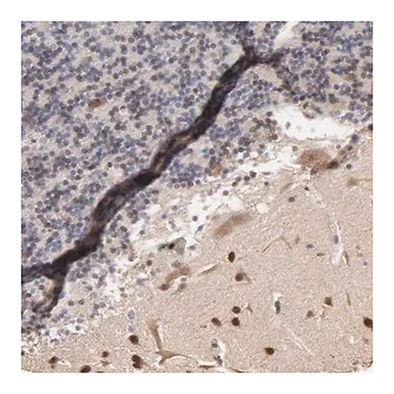 Merck Anti-CHM antibody produced in rabbit
