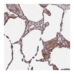 Merck Anti-TNFSF10 antibody produced in rabbit