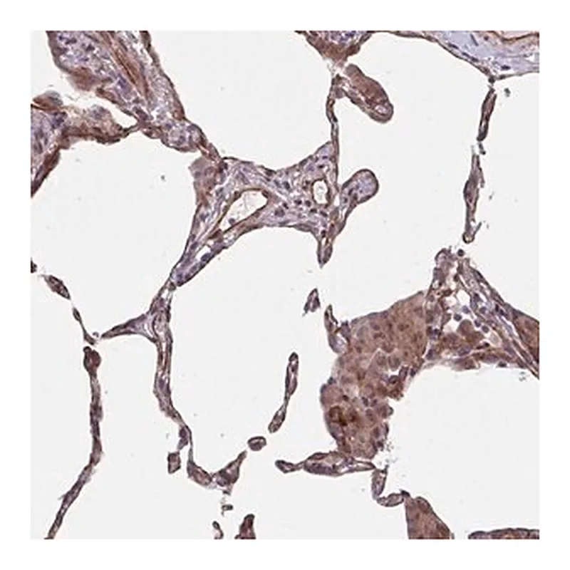 Merck Anti-TNFSF10 antibody produced in rabbit