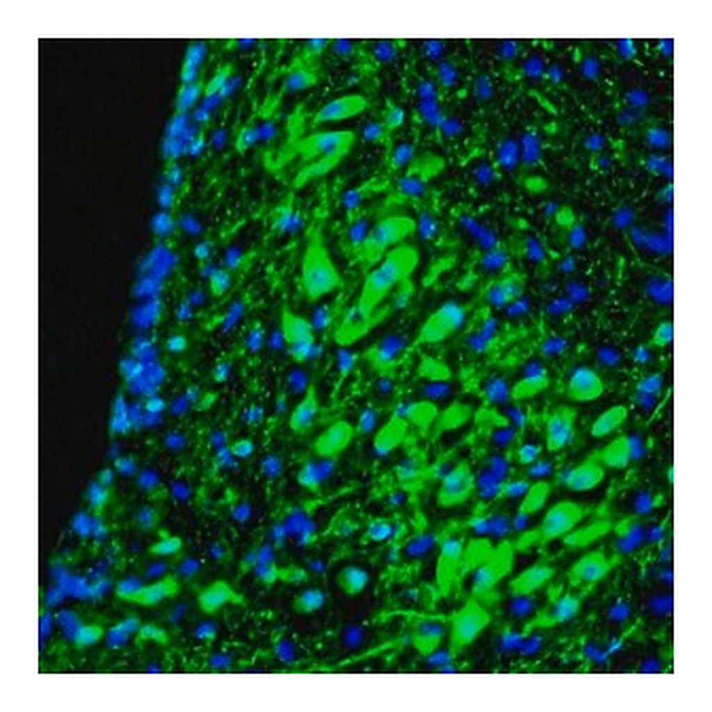 Merck Anti-RAP1GAP antibody produced in rabbit