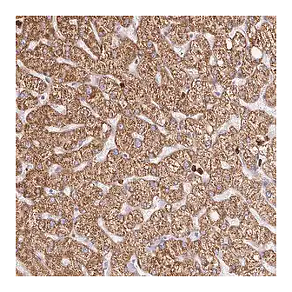 Merck Anti-PDPK1 antibody produced in rabbit