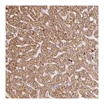 Merck Anti-PDPK1 antibody produced in rabbit