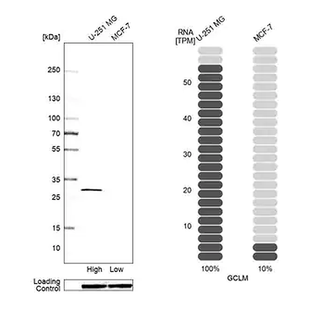 Merck Anti-GCLM antibody produced in rabbit