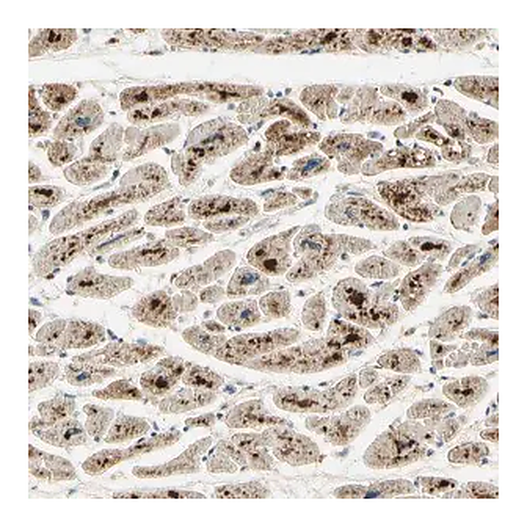 Merck Anti-ARHGEF17 antibody produced in rabbit